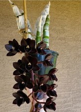 Fredclarkeara After Dark "SVO Black Pearl" FCC/AOS RARITÄT 