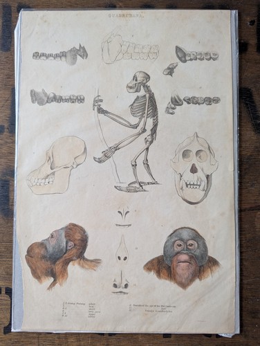 1840er antik primaten druck - 1840er,