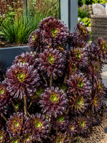 8000786 aeonium undulatum - 8000786,