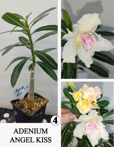 Adenium angel kiss - adenium,