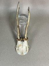 Rehbock Geweih Trophäe Hirsch