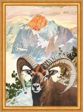 Mufflon mit Latschen Muffelwild Wilderer Wildschaf Horn Gebirge A3 771 Gerahmt
