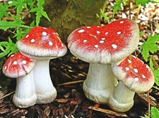 Fliegenpilze paar - fliegenpilze,