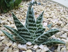Aloe variegata 10 Samen
