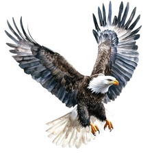 2x Sticker Weißkopfseeadler