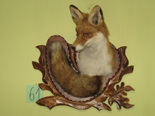 Fuchs kopf präparat schild - fuchs, +