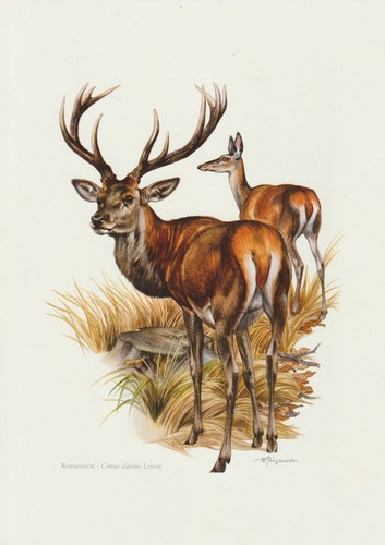 Rothirsch cervus elaphus - rothirsch,