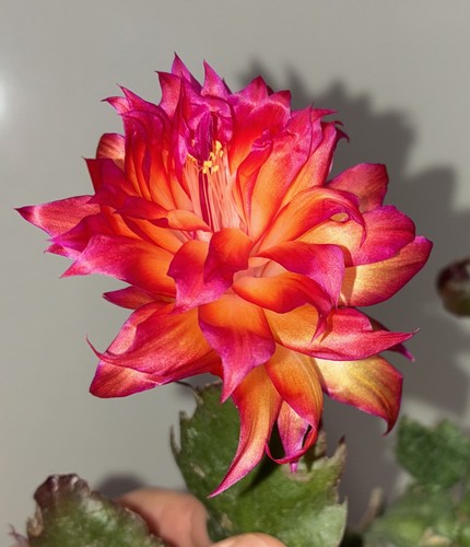 Schlumbergera hybrid triple - schlumbergera,