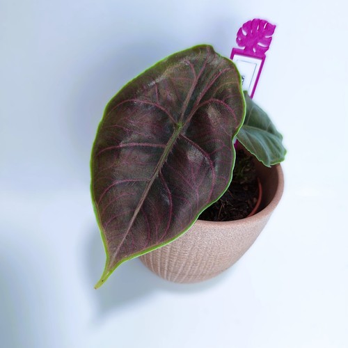 Alocasia azlanii