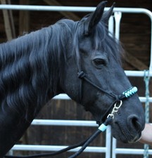 REITHALFTER Knotenhalfter + Zügel gebisslos Halfter schwarz - türkis Cob o Full