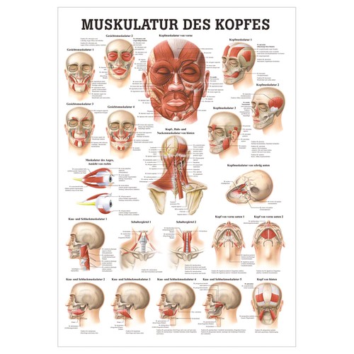Muskulatur des kopfes - muskulatur,