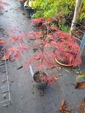 Acer palmatum Dissectum