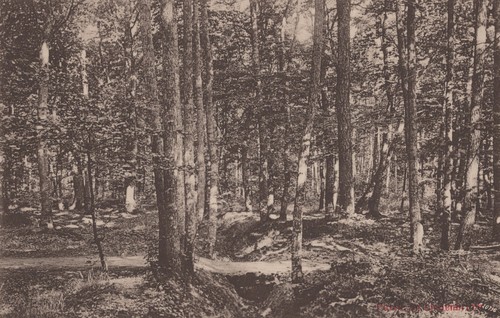 Partie lindenbruch wald - partie,