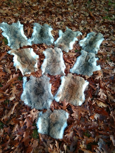 10x kaninchenfelle hassenfelle - 10x,