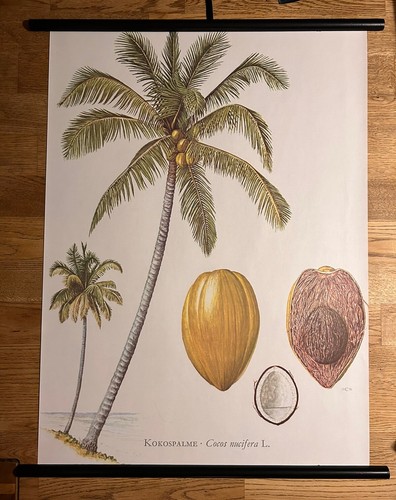 Palme kokospalme kokosnuss - palme,