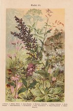 Wildblumen Herbstzeitlose Orchideen Knabenkraut CHROMO-LITHOGRAPHIE von 1899