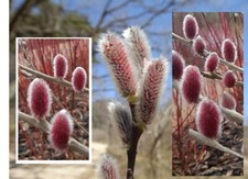 Weidekätzchen rot winterharte exotische Pflanzen für den Garten Balkon Blumen