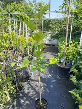 Platanus hispanica 160-180cm, für Dachplatane geeignet, Platane, acerifolia