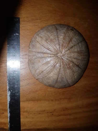 Fossilien sammlung konvolut - fossilien,,