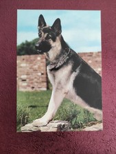  alte Hundepostkarte aus Italien ? DEUTSCHER SCHÄFERHUND ? AK HUND 