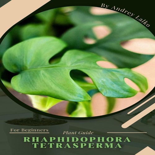 Rhaphidophora tetrasperma - rhaphidophora,