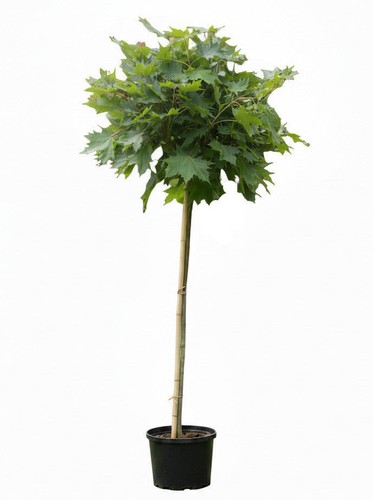 Kugelahorn höhe 250 cm - höhe:,