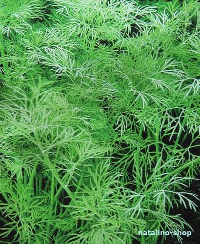Dill alligator 200 - *alligator*, samen