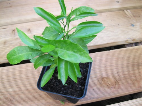 Zitruspflanze algave orange - zitruspflanze,