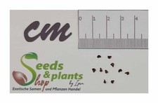 10x Babiana curviscapa Knollenpflanze Perlit Bimskies Samen B749