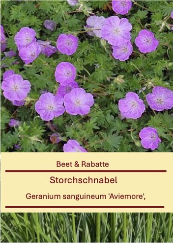 Geranium sanguineum avimore - sanguineum,