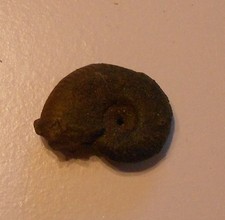 Ammonit  Frankreich  Natur ? (Y484Schau Mal ! Kiste dazu ?