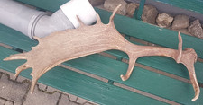 Damhirsch Abwurfstange