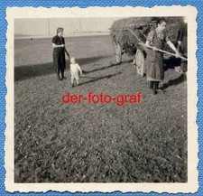 Foto, alte Landwirtschaft, Pferdewagen wird mit Heu beladen, um 1938 !!!