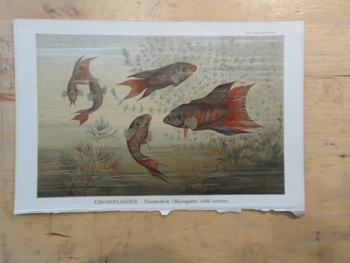 Orig chromolithographie - orig.(1890),