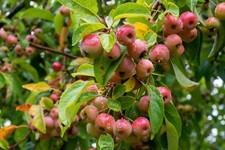 25 Samen Wildapfel Malus sylvestris Holzapfel Obst Apfel Baum Blüten Wald Wiesen