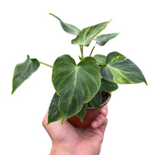 Philodendron 'Verrucosum'