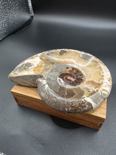 Ammonit madagaskar schale - ammonit,