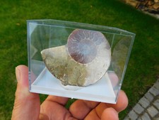  Ammonit aus Madagaskar - geschnitten und poliert