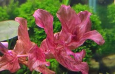 Selten! Rotala Macrandra Variegated Aquarium Rotweiderich Nano Cube