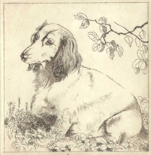 Hunde langhaardackel - hunde,