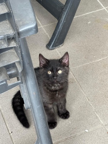 Katzenfotos schwarzes - 3,