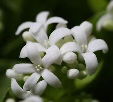 SAMEN Gartenpflanze Waldmeister Winter-Garten Samenzeit Blüten-Rispen Sämereie