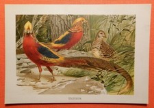 Goldfasan Chrysolophus pictus Fasan Fasanen Vögel Lithographie 1892 W. Kuhnert