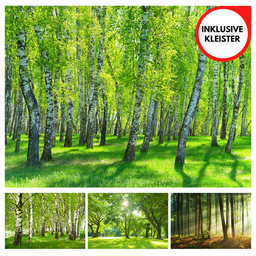 Wald bäume birke park natur - park,