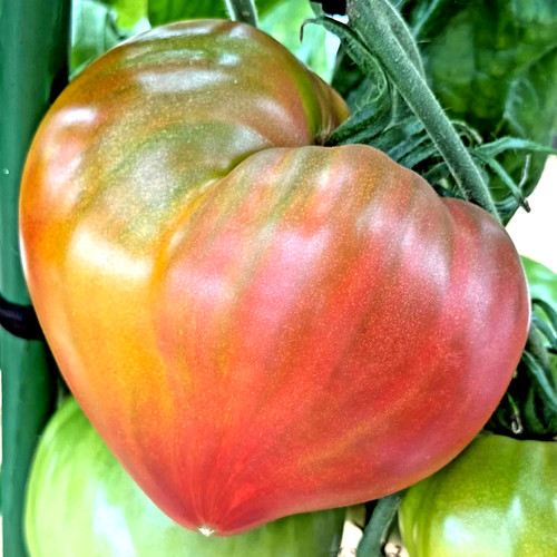 Tomatensamen kanadische - (8+);,