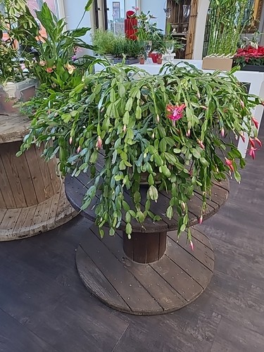 Selten rarität schlumbergera - raritÄt,