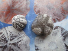 Zwei schöne und deutliche