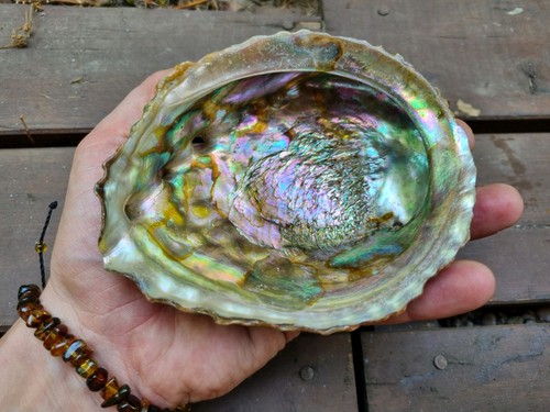 Schöne abalone muschel - schöne, abalone-muschel