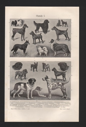 Lithografie 1908 hunde i - lithografie, i/ii