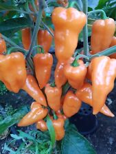 Chili Hexennase Peach  10 Samen